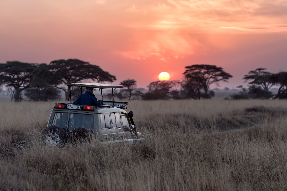 Safari vehicle driving through the African savanna at sunset, golden grass and acacia trees in the background