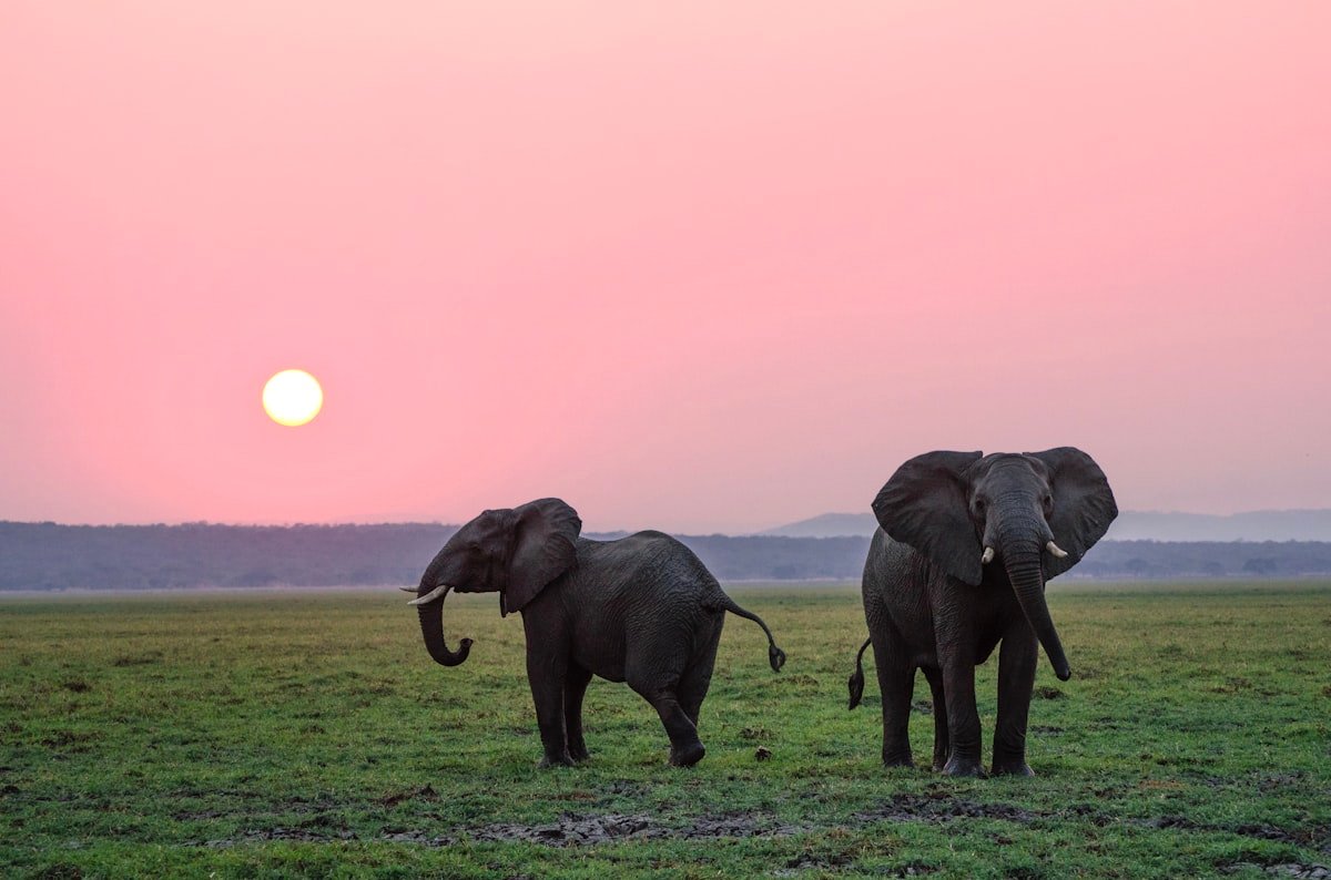 Two African elephants walking on green floodplain at sunset, pink sky reflecting on water