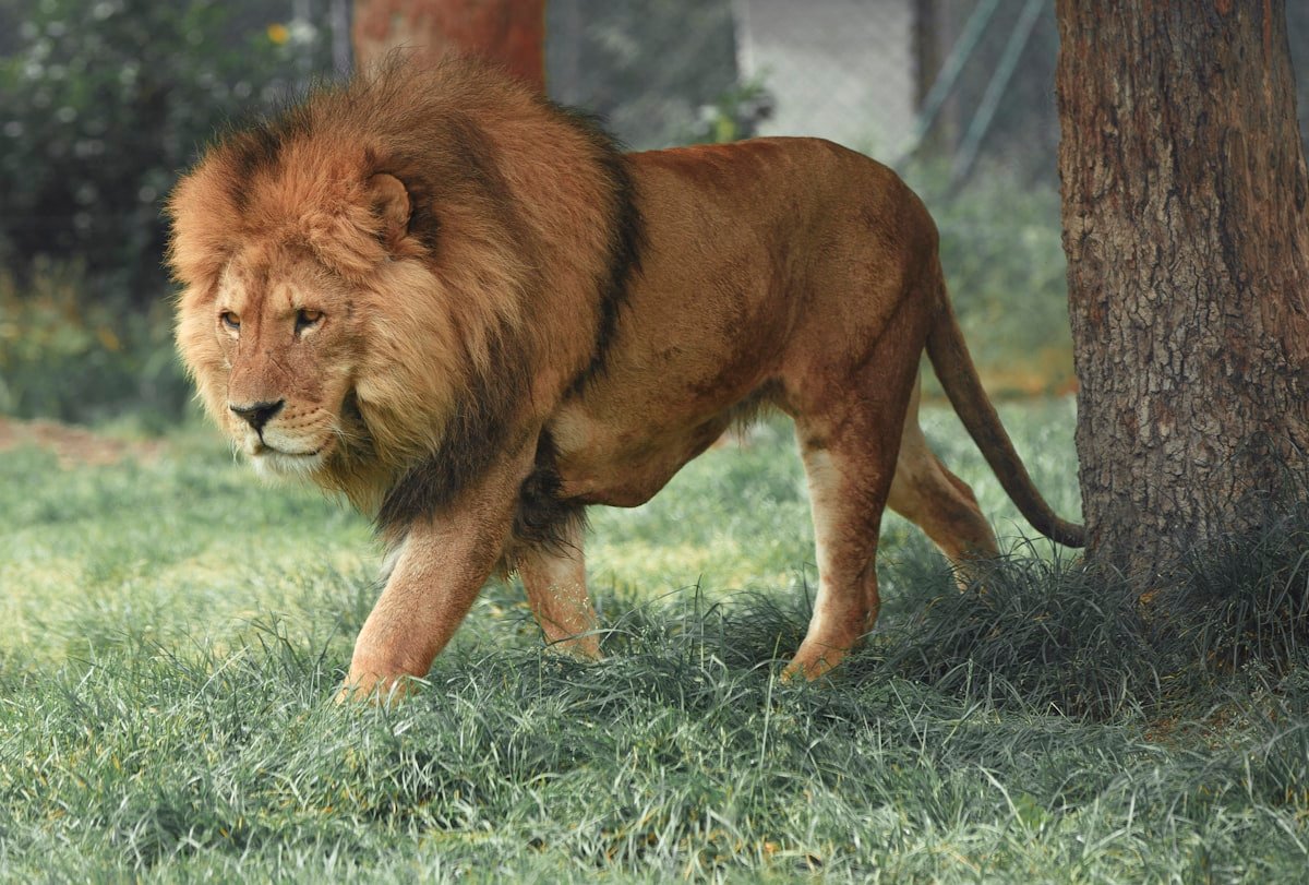 Male African lion walking through green grassland, powerful build and full mane