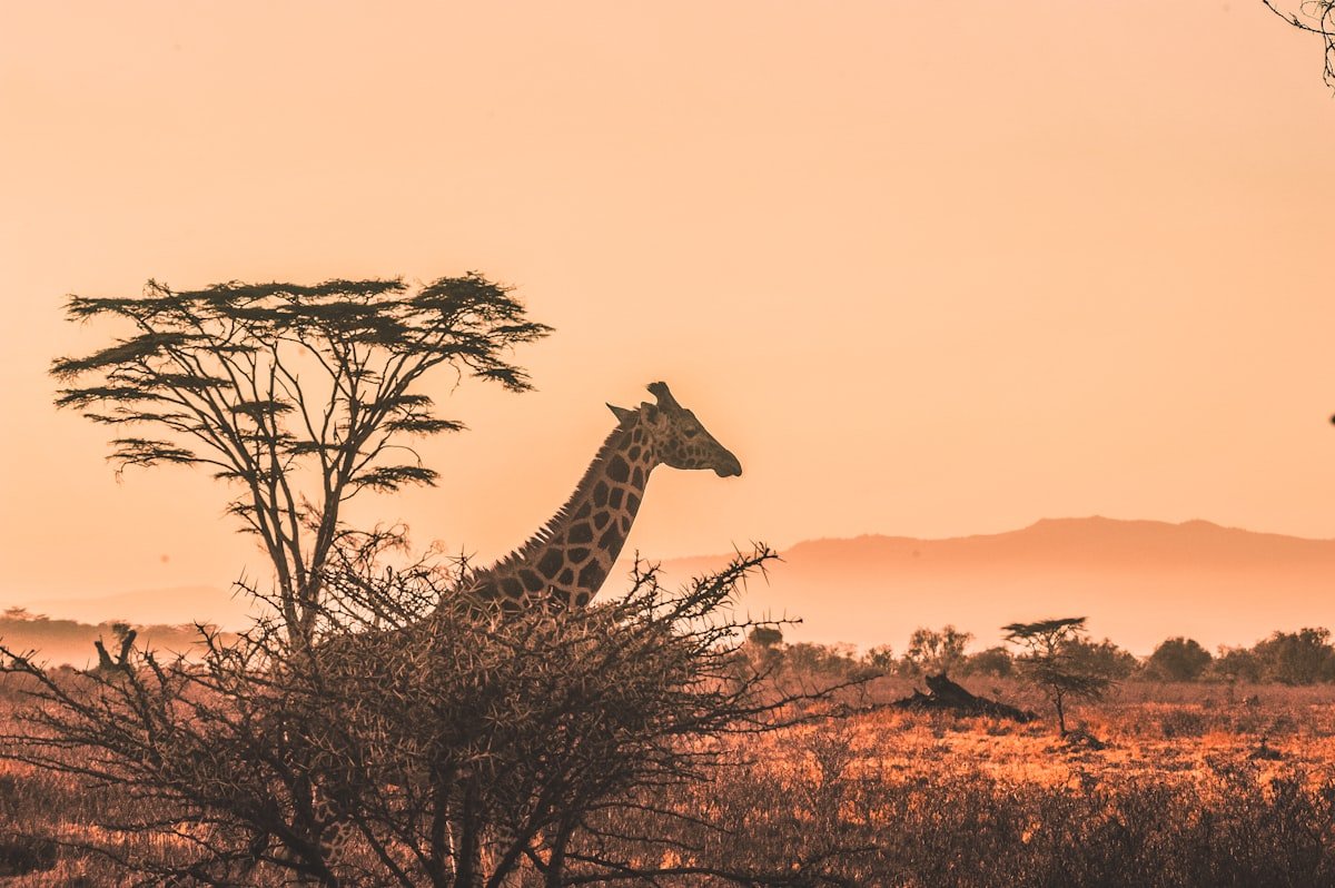 Giraffe silhouette against a golden sunset in the African savanna, acacia trees in the background